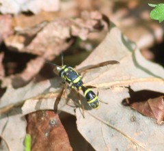Sphiximorpha willistoni