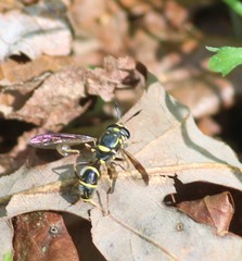 Sphiximorpha willistoni