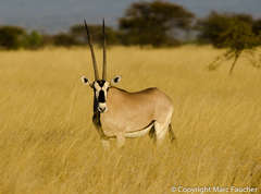 Oryx beisa beisa