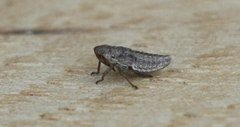 Bathysmatophorini