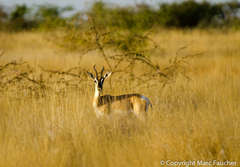 Nanger soemmerringii