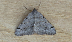 Digrammia triviata
