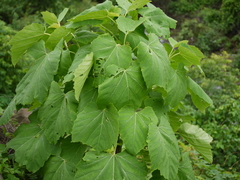 Cissus woodrowii