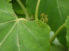 Cissus woodrowii