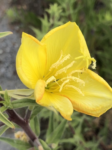 iNaturalist observation photo of tall evening primrose