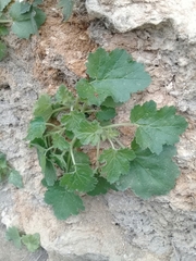 Eucnide bartonioides