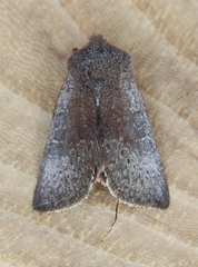 Orthosia pulchella