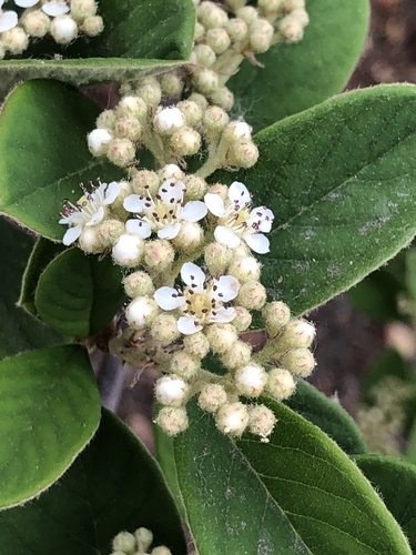 iNaturalist observation photo of Late cotoneaster