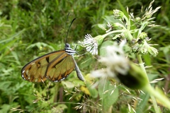 Oleria baizana baizana