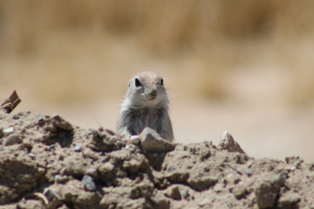 Mohave Ground Squirrel in April 2021 by Henrik Kibak. I love Street