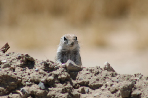 Mohave Ground Squirrel