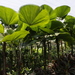Palma de Abanico de Nueva Guinea - Photo (c) omega9, algunos derechos reservados (CC BY-NC-ND)