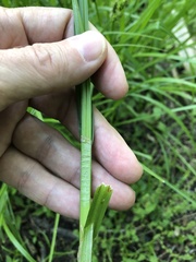 Carex conjuncta