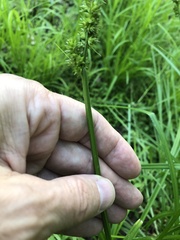 Carex conjuncta