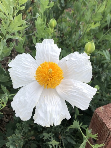 iNaturalist observation photo of Coulter's matilija poppy