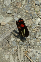 Heliconius telesiphe
