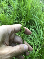 Carex conjuncta