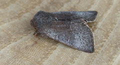 Orthosia pulchella