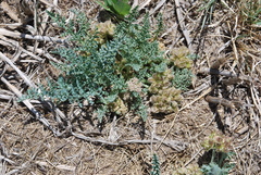 Vesper montanus