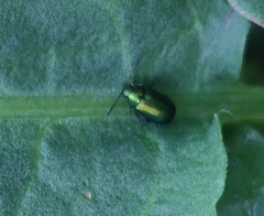 Gastrophysa cyanea