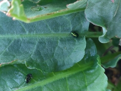 Gastrophysa cyanea