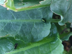 Gastrophysa cyanea