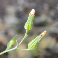 Malacothrix stebbinsii