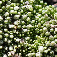 Bryum lanatum