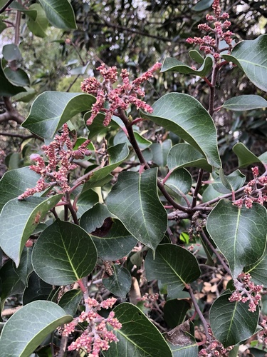 iNaturalist observation photo of sugar bush