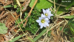 Gentiana squarrosa