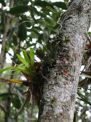 Elaphoglossum bellermannianum