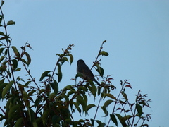 Schistochlamys melanopis