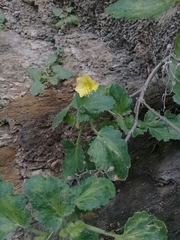 Eucnide bartonioides