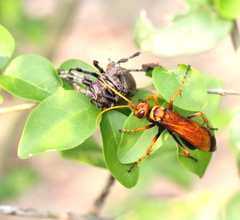 Batozonellus dorsalis