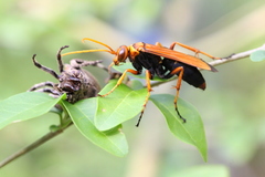 Batozonellus dorsalis