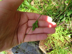 Carex complanata