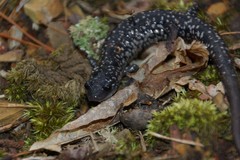 Plethodon glutinosus