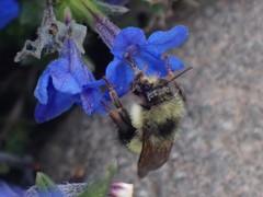 Bombus