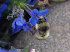Bombus