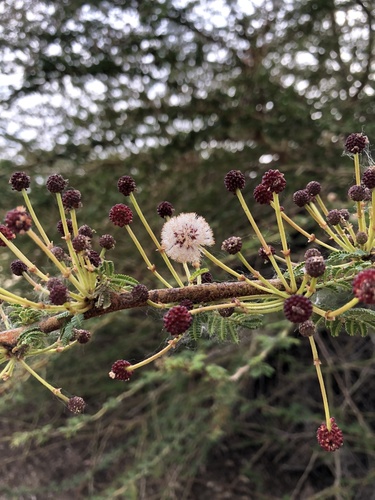iNaturalist observation photo of thorn trees