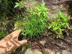 Liatris microcephala