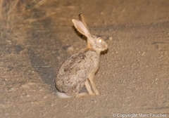 Lepus habessinicus