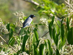 Schistochlamys melanopis