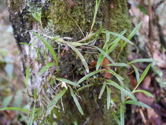 Maxillaria acuminata