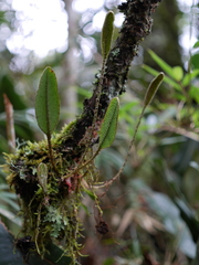 Elaphoglossum bellermannianum