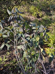 Rhododendron latoucheae