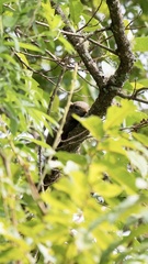 Callosciurus erythraeus