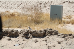 Xerospermophilus mohavensis