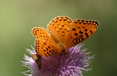 Speyeria coronis semiramis