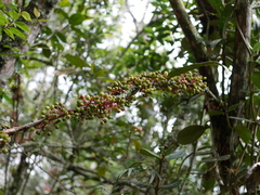 Thibaudia floribunda